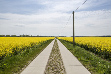 Germany, Ruegen, country lane through rape field - MAMF00319