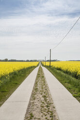 Deutschland, Rügen, Feldweg durch Rapsfeld - MAMF00320