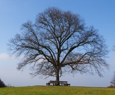 Lindenbaum - WWF04769