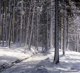 Österreich, Salzkammergut, Mondsee, Waldweg im Winter - WWF04770