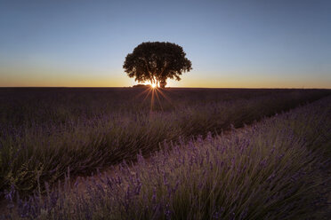 Frankreich, Provence, Lavendelfelder bei Sonnenuntergang - EPF00521