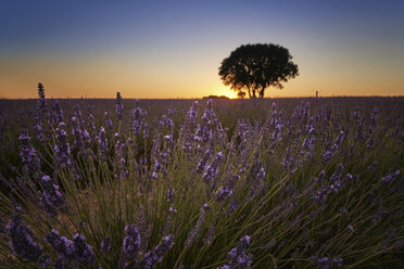 Frankreich, Provence, Lavendelfelder bei Sonnenuntergang - EPF00522