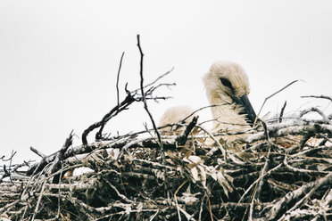 Portugal, Algarve, Jungstorch im Nest - JUBF00294