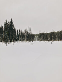 Finnland, Lappland, starker Schneefall und Bäume - JUBF00297