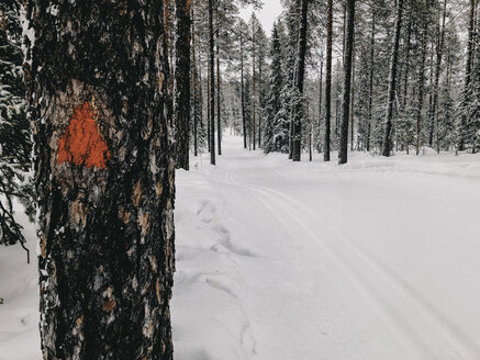 Finnland, Lappland, Langlaufloipe im Wald - JUBF00298