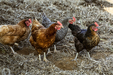 High angle view of small flock of brown chickens. - MINF09831