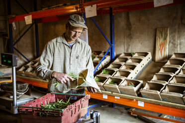 Ein Landwirt steht in einem Hofladen und wiegt und verpackt frische grüne Bohnen. - MINF09841