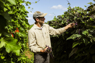 Ein Landwirt steht auf einem Feld und erntet violette Bohnen. - MINF09844