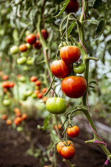 Nahaufnahme von grünen und roten Tomaten an einer Rebe. - MINF09849