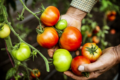 Nahaufnahme eines Landwirts mit einem Strauß frischer Tomaten. - MINF09850