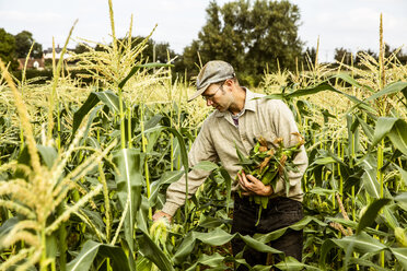 Farmer standing in a corn field, harvesting maize cobs. - MINF09852