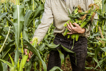 Farmer standing in a corn field, harvesting maize cobs. - MINF09853