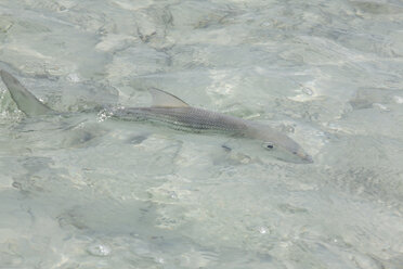 Ein Bonefish schwimmt in klarem, flachem Salzwasser in der Nähe von Havanna, Kuba. - MINF09889