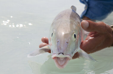 Ein Bonefish im Salzwasser in der Nähe von Havanna, Kuba. - MINF09891