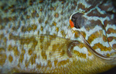 Die Nahaufnahme eines Kürbiskern-Panfisches zeigt die Laichfarben, den schwarzen operkulären Fleck auf dem Kiemendeckel und die Brustflosse. - MINF09894