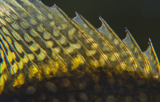 Nahaufnahme der Rückenflosse eines schwarzen Crappie-Panfisches. - MINF09895