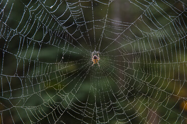 Nahaufnahme einer Spinne in einem Netz. - MINF09909