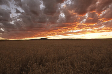 Sonnenuntergang über einem Weizenfeld im Südosten des Staates Washington, USA - MINF09912