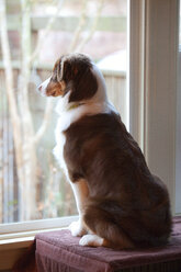 Ein männlicher Australian Shepherd steht vor einem Fenster und wartet darauf, dass sein Besitzer nach Hause kommt. - MINF09976