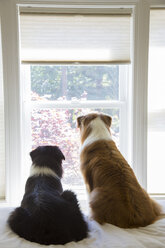Zwei Australian Shepherd-Rüden sitzen an einem Fenster und schauen hinaus, Rückansicht. - MINF09977
