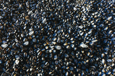 Nahaufnahme einer dichten Ansammlung von Muscheln, Schalentieren und Meereslebewesen auf den Felsen - MINF10029