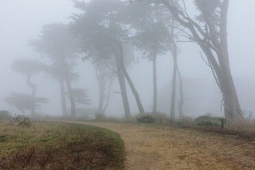 Dichter Nebel zwischen Zypressen, im Vordergrund eine Straße in einem nationalen Meeresschutzgebiet in Kalifornien. - MINF10033