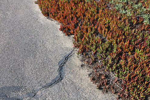 Eispflanze, Carpobrotus edulis, eine eingeführte Pflanze als Erosionsschutzmaßnahme im Wattenmeer von Point Reyes National Seashore, Kalifornien, USA. - MINF10046