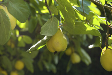 Am Baum wachsende Birnen, große gelbe Sorte, bereit zur Ernte. - MINF10048