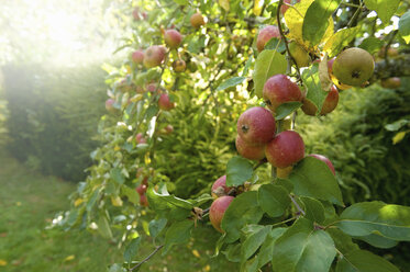 Rotschalige Äpfel an einem Baum in einer Obstplantage. - MINF10049