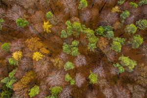 Deutschland, Baden-Württemberg, Schwäbisch-Fränkischer Wald, Luftaufnahme eines Waldes im Herbst von oben - STSF01820