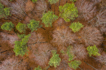 Deutschland, Baden-Württemberg, Schwäbisch-Fränkischer Wald, Luftaufnahme eines Waldes im Herbst - STSF01822