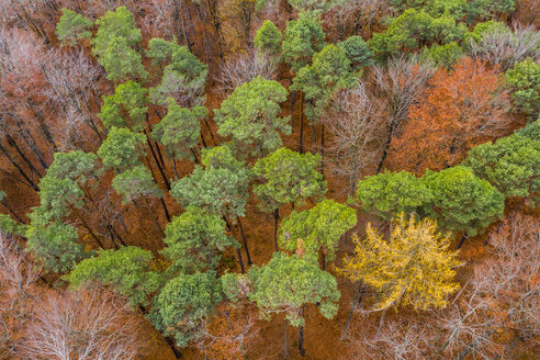 Deutschland, Baden-Württemberg, Schwäbisch-Fränkischer Wald, Luftaufnahme eines Waldes im Herbst - STSF01823