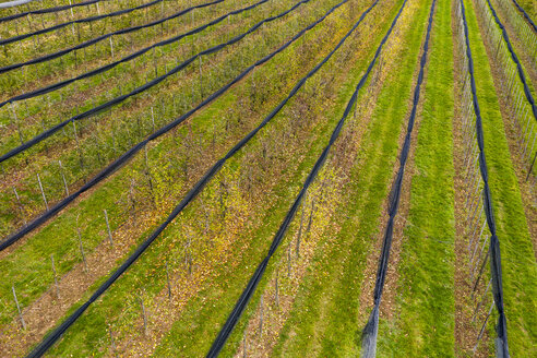 Deutschland, Baden-Württemberg, Luftaufnahme eines Obstgartens im Herbst - STSF01824