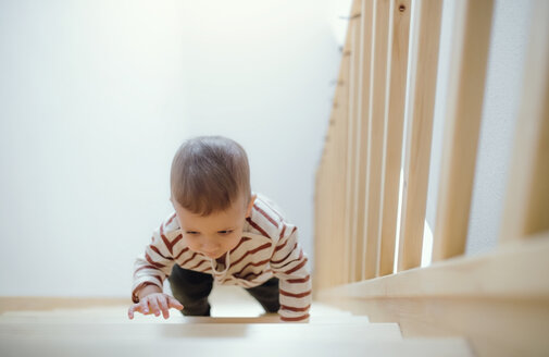 Toddler boy climbing up stairs at home - HAPF02835