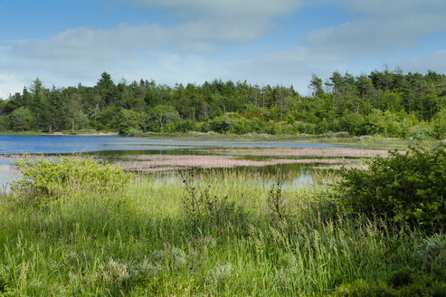 Dänemark, Jütland, Thy-Nationalpark - UMF00870