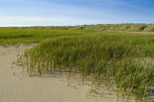 Dänemark, Jütland, Skagen, Grenen, Dünenlandschaft - UMF00906