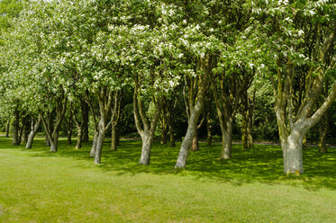 Dänemark, Jütland, Sonderborg, Bäume in einem Park - UMF00913