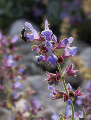 Biene auf Salbeiblüte - WWF04811