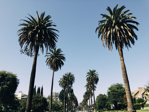 USA, Los Angeles, Palm Trees stock photo
