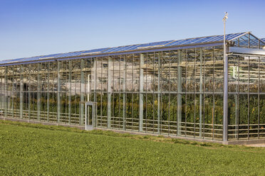 Deutschland, Fellbach, Gewächshaus mit Tomatenpflanzen und Rucolapflanzen auf einem Feld - WDF05028