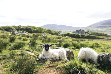 Schaf auf einem Feld auf der Isle of Skye, Schottland - FOLF09756