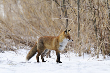 Rotfuchs im Winter in Uppland, Schweden - FOLF09808