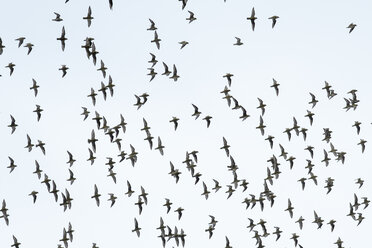 Flock of golden plover birds in Sweden - FOLF09811