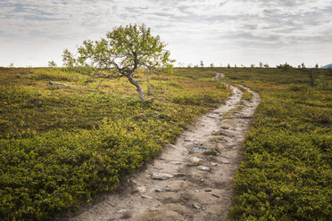 Schotterstraße durch ein Feld in Lappland, Schweden - FOLF09859