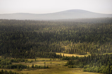 Waldlandschaft in Lappland, Schweden - FOLF09860
