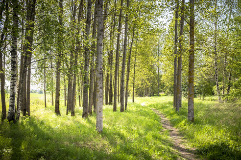 Forest path in Vantaa, Finland - FOLF09864