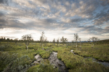 Bäche im Pallas-Yllastunturi-Nationalpark, Finnland - FOLF09886