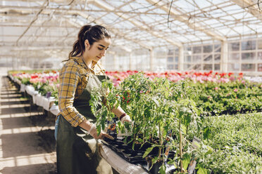 Gartencenter-Mitarbeiter kontrolliert Pflanzen - FOLF09952