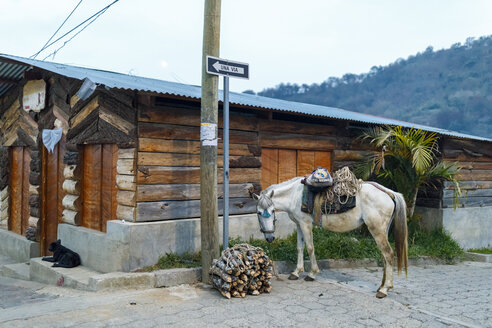 Pferd neben einem Bündel von Stöcken in San Juan, Guatemala - FOLF10152