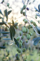 Olives on tree in Lazio, Italy - FOLF10166